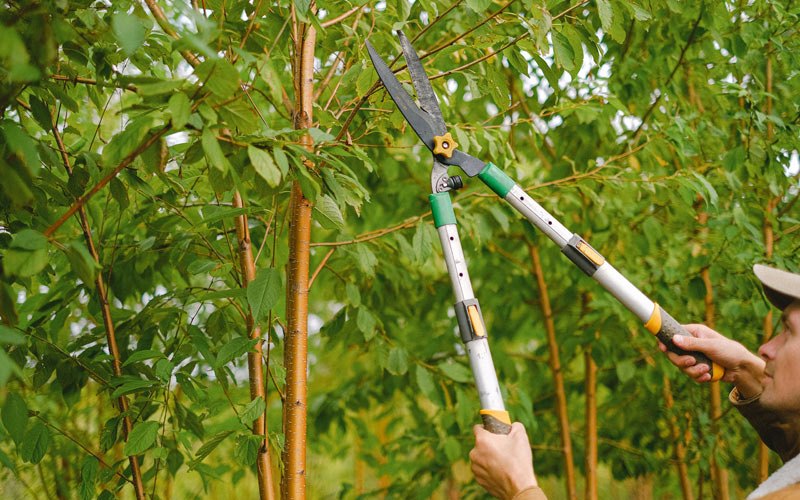 Tree trimming in Bakersfield, MO