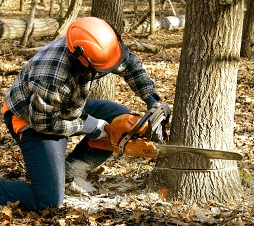 Tree Removal in Bakersfield, MO